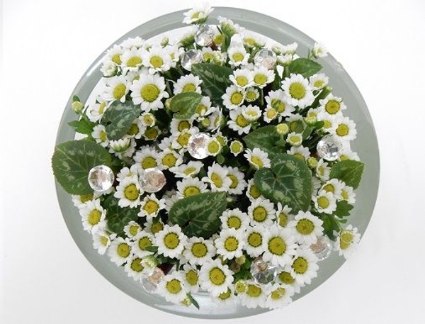 Cyclamen and Chrysanthemum with ice crystals. Cyclamen and Chrysanthemum with ice crystals.