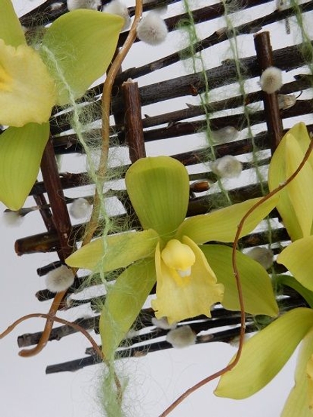 Cymbidium Orchids Cymbidium Orchids