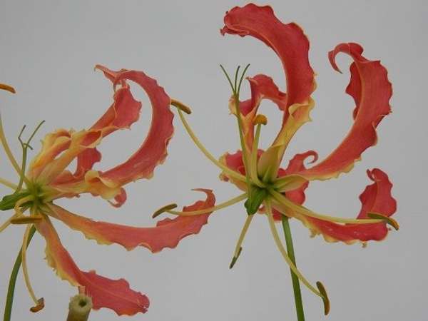 Gloriosa lily Gloriosa lily