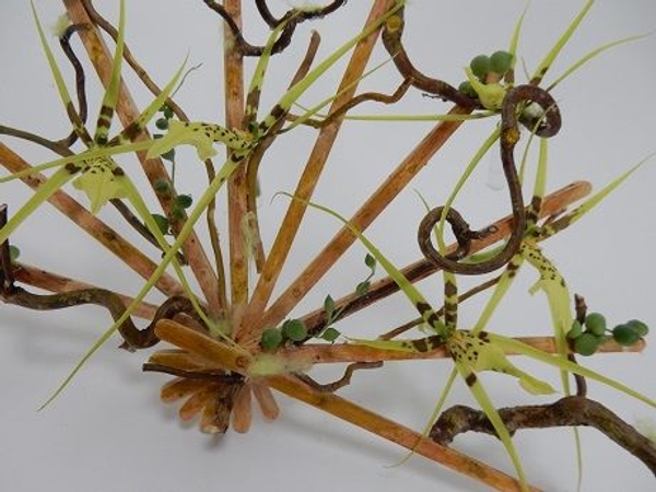 Hazel twig and stir stick fan Hazel twig and stir stick fan