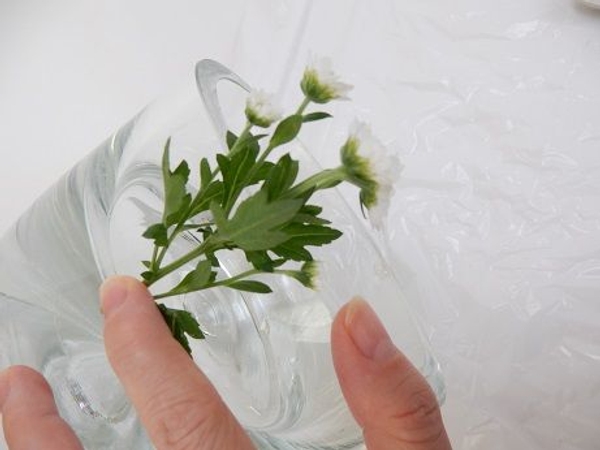 Measure the stems to be just slightly taller than the rim of the container Measure the stems to be just slightly taller than the rim of the container