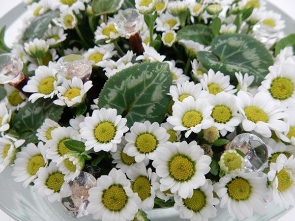 Miniature Chrysanthemums Miniature Chrysanthemums
