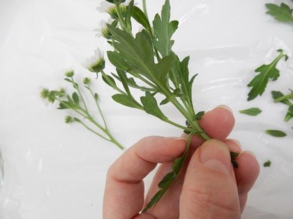 Remove almost all the foliage from the Chrysanthemum flower stems. Remove almost all the foliage from the Chrysanthemum flower stems.