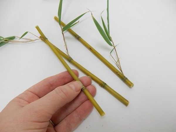 Same size bamboo sections. Same size bamboo sections.