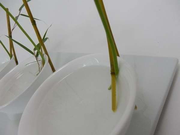 Set each stem in place so that it is covered in water Set each stem in place so that it is covered in water