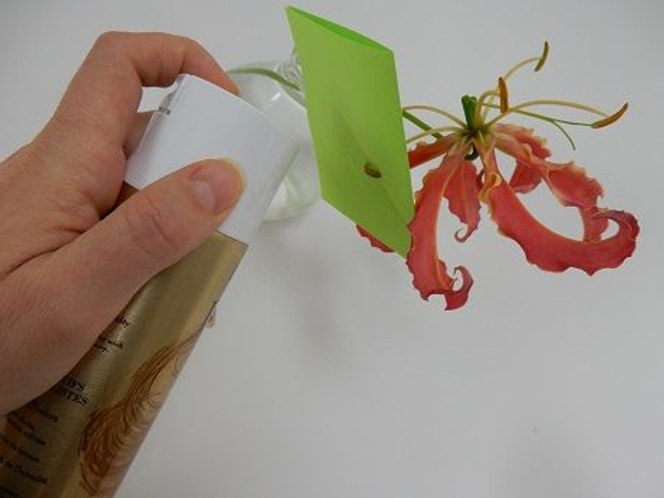 Spritz the stamen with hairspray to set the pollen in place Spritz the stamen with hairspray to set the pollen in place