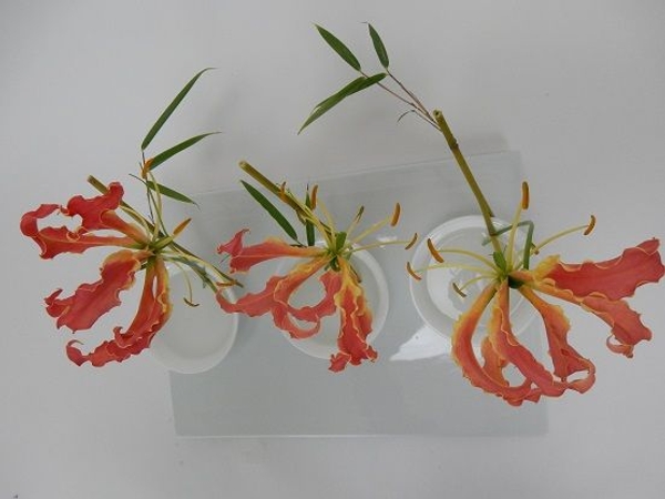 Gloriosa - Glory or Flame lilies, Fire lily, Superb lily, Climbing lily, and Creeping lily Gloriosa - Glory or Flame lilies, Fire lily, Superb lily, Climbing lily, and Creeping lily