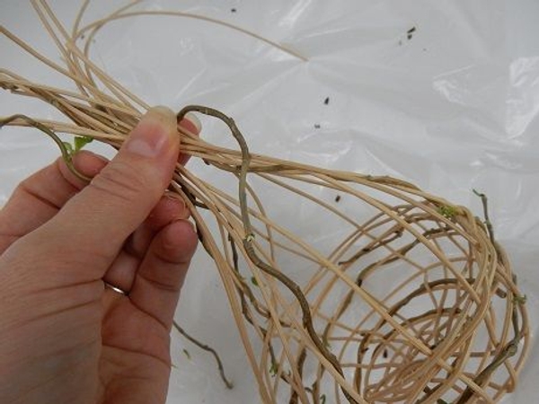 Secure the strands with a pliable willow stem Secure the strands with a pliable willow stem
