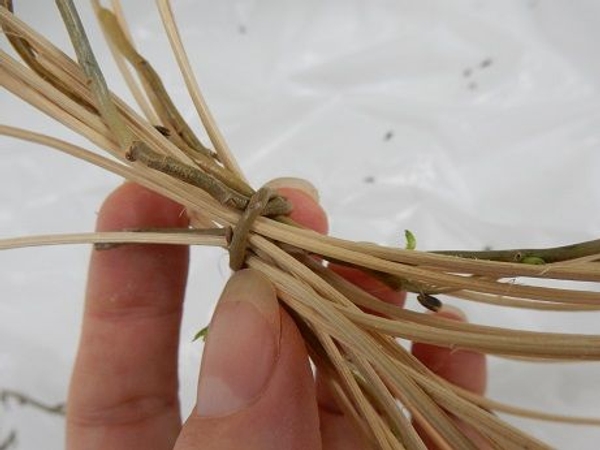 Tie a knot in the stem Tie a knot in the stem