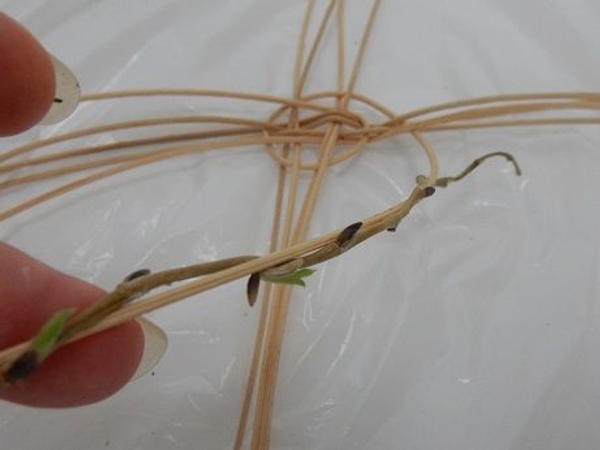 Twirl thin willow stems around the cane to carefully weave into the basket Twirl thin willow stems around the cane to carefully weave into the basket
