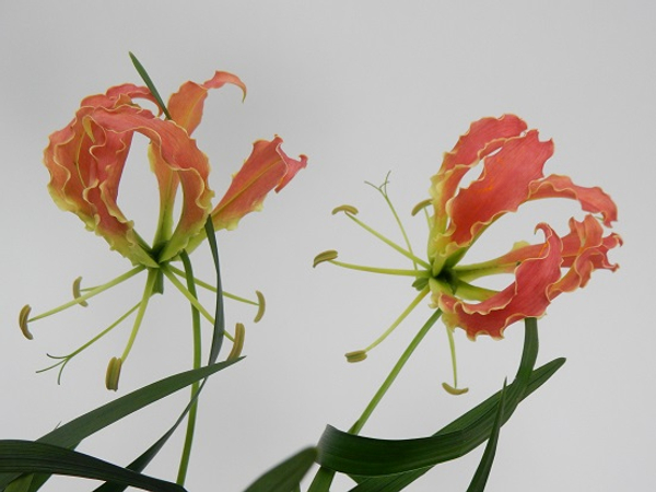 Flame lilies