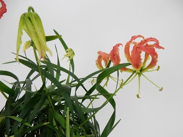 Gloriosa flower buds Gloriosa flower buds