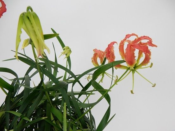 Gloriosa flower buds