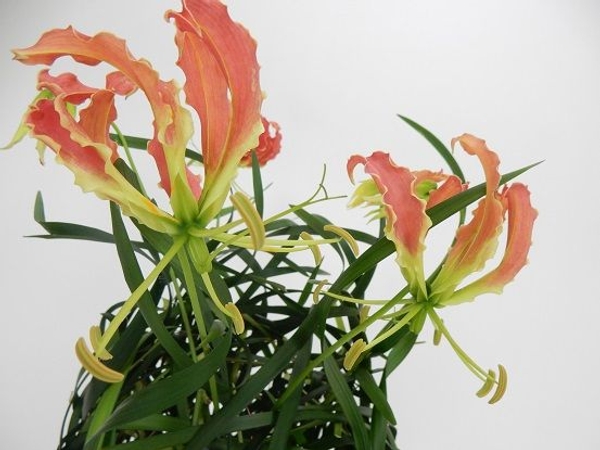 Gloriosa flowers.