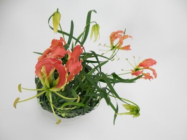 Gloriosa in a grass ball Gloriosa in a grass ball