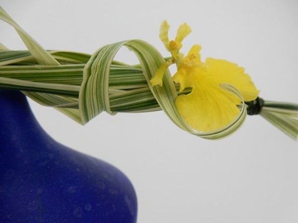 Oncidium orchid in a grass armature Oncidium orchid in a grass armature