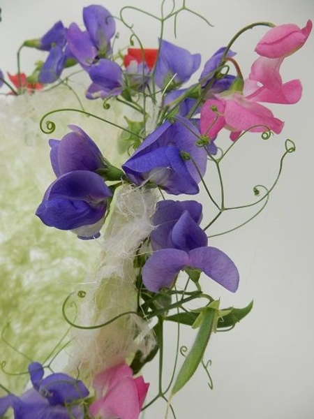 Lathyrus seed pod Lathyrus seed pod