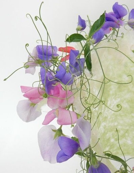 Lathyrus tendrils Lathyrus tendrils