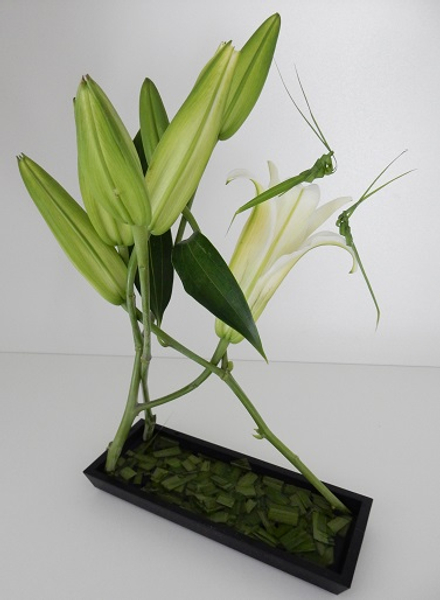 Three stem lily Hana Kubari