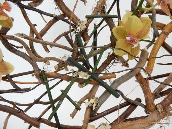 Armature made of Phalaenopsis orchid stems with lichen and roots Armature made of Phalaenopsis orchid stems with lichen and roots