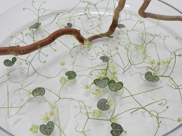 Floating flowers Floating flowers