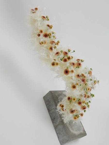 Fluffy Washy and Chrysanthemum. Fluffy Washy and Chrysanthemum.
