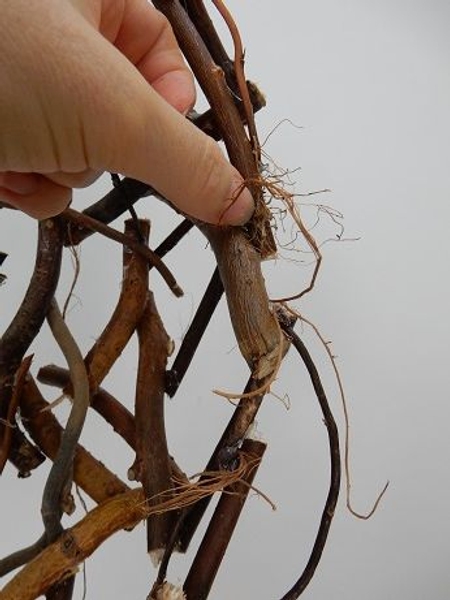 Glue in dried roots