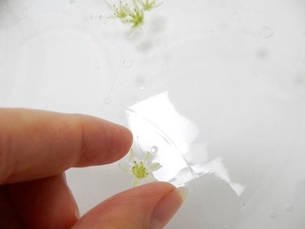 Keeping the delicate flowers floating neatly on top of the water Keeping the delicate flowers floating neatly on top of the water