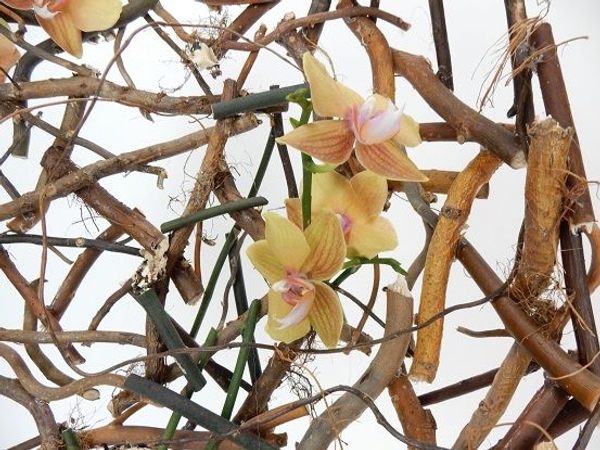 Phalaenopsis orchid stems Phalaenopsis orchid stems