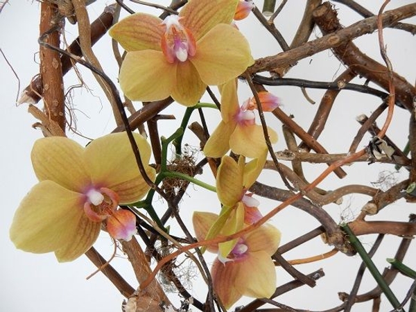 Phalaenopsis orhids Phalaenopsis orhids