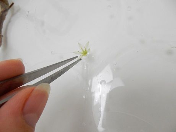 Place the delicate little pineapple flowers to rest on the ripples Place the delicate little pineapple flowers to rest on the ripples