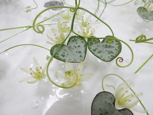 Rosary vine, pineapple flowers and sweet pea tendrils