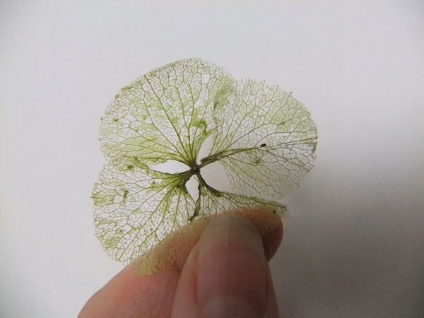 A batch of skeleton hydrangea petals, ready to design with A batch of skeleton hydrangea petals, ready to design with