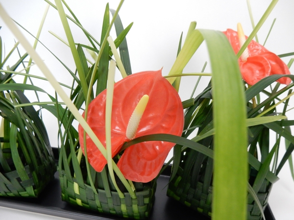 Anthurium Anthurium