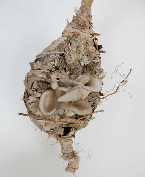Bark pod for an Oyster mashroom mini garden Bark pod for an Oyster mashroom mini garden