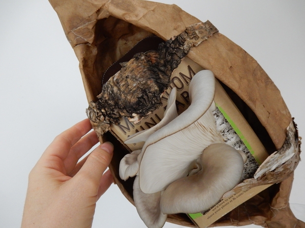 Carefully placing the bark close to the mushrooms Carefully placing the bark close to the mushrooms