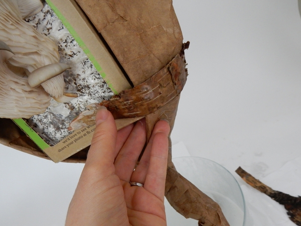 Cover the box and the paper with ripped pieces of bark Cover the box and the paper with ripped pieces of bark