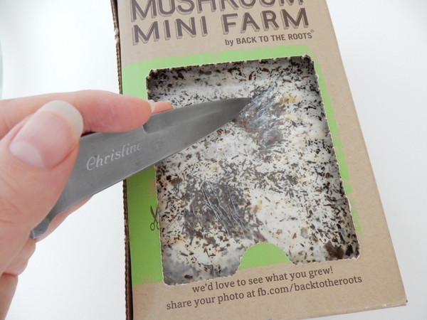 Cut a cross in the plastic scraping the surface of the mycelium as you go Cut a cross in the plastic scraping the surface of the mycelium as you go