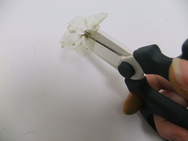 Cut the stem away from the hydrangea to seperate the petals