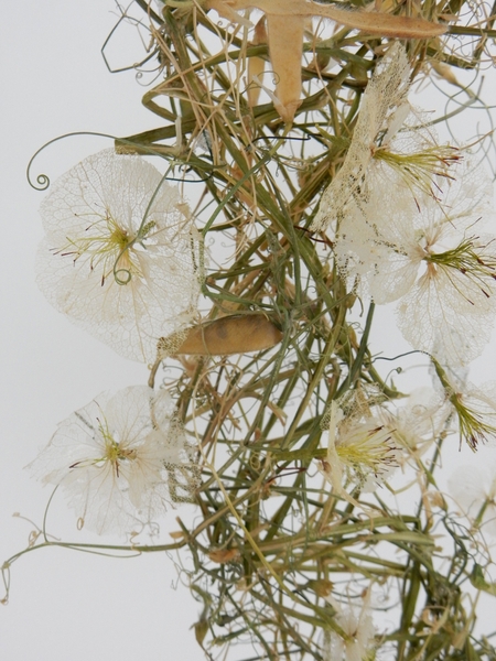 Dried Lathyrus wreath Dried Lathyrus wreath
