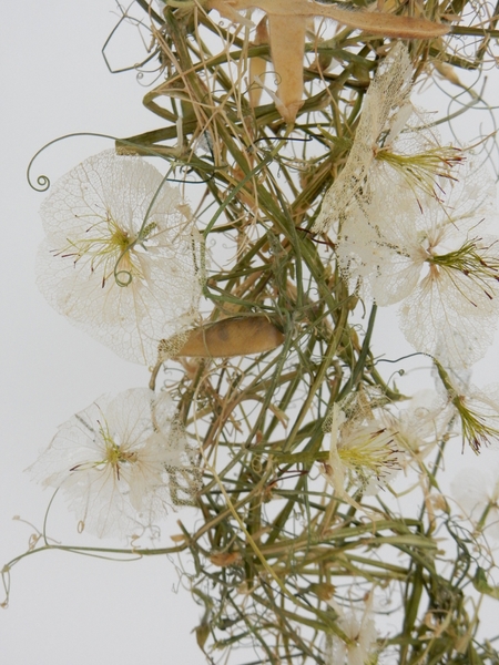 Dried Lathyrus wreath