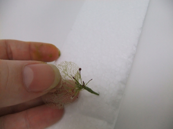 Glue the first petal to the stamens