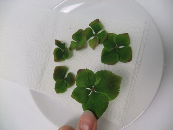 I choose the more mature petals to make skeleton flowers with I choose the more mature petals to make skeleton flowers with