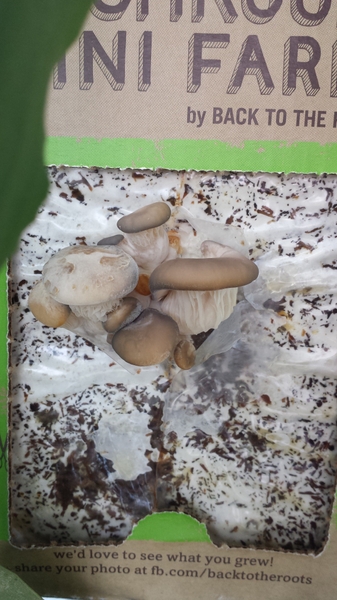 In just two weeks the small pinheads appear In just two weeks the small pinheads appear