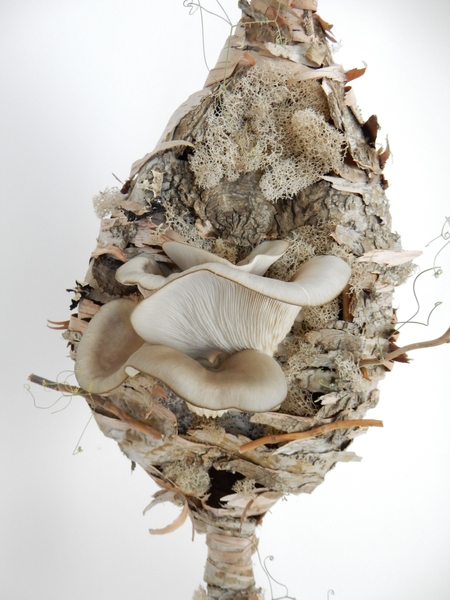Oyster Mushrooms in bark and moss Oyster Mushrooms in bark and moss