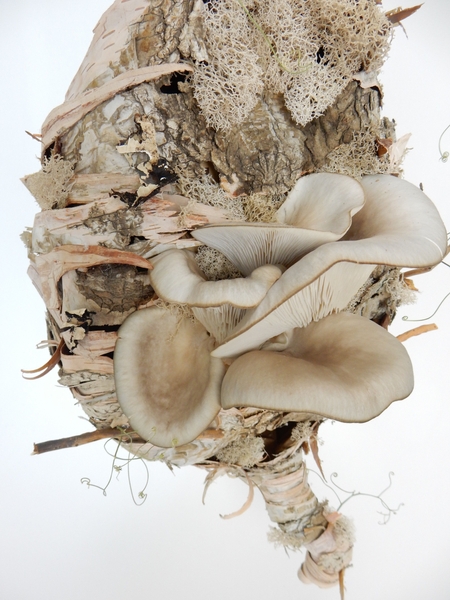 Oyster Mushrooms Oyster Mushrooms