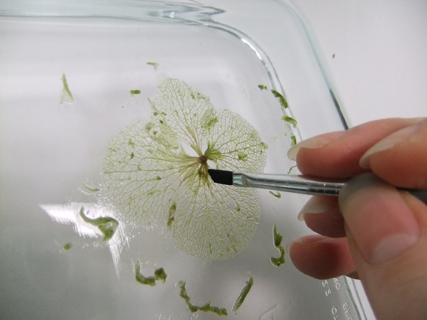 "Paint" the leaf with water and start to brush away the fleshy pulp. "Paint" the leaf with water and start to brush away the fleshy pulp.