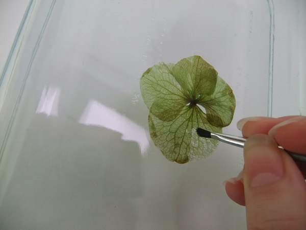 Place the hydrangea petals on a smooth flat surface Place the hydrangea petals on a smooth flat surface