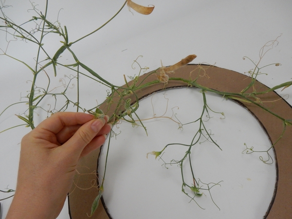 Remove any leaves and dried petals and damaged pods Remove any leaves and dried petals and damaged pods