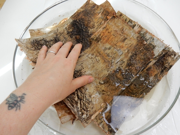 Soak bark in warm water Soak bark in warm water